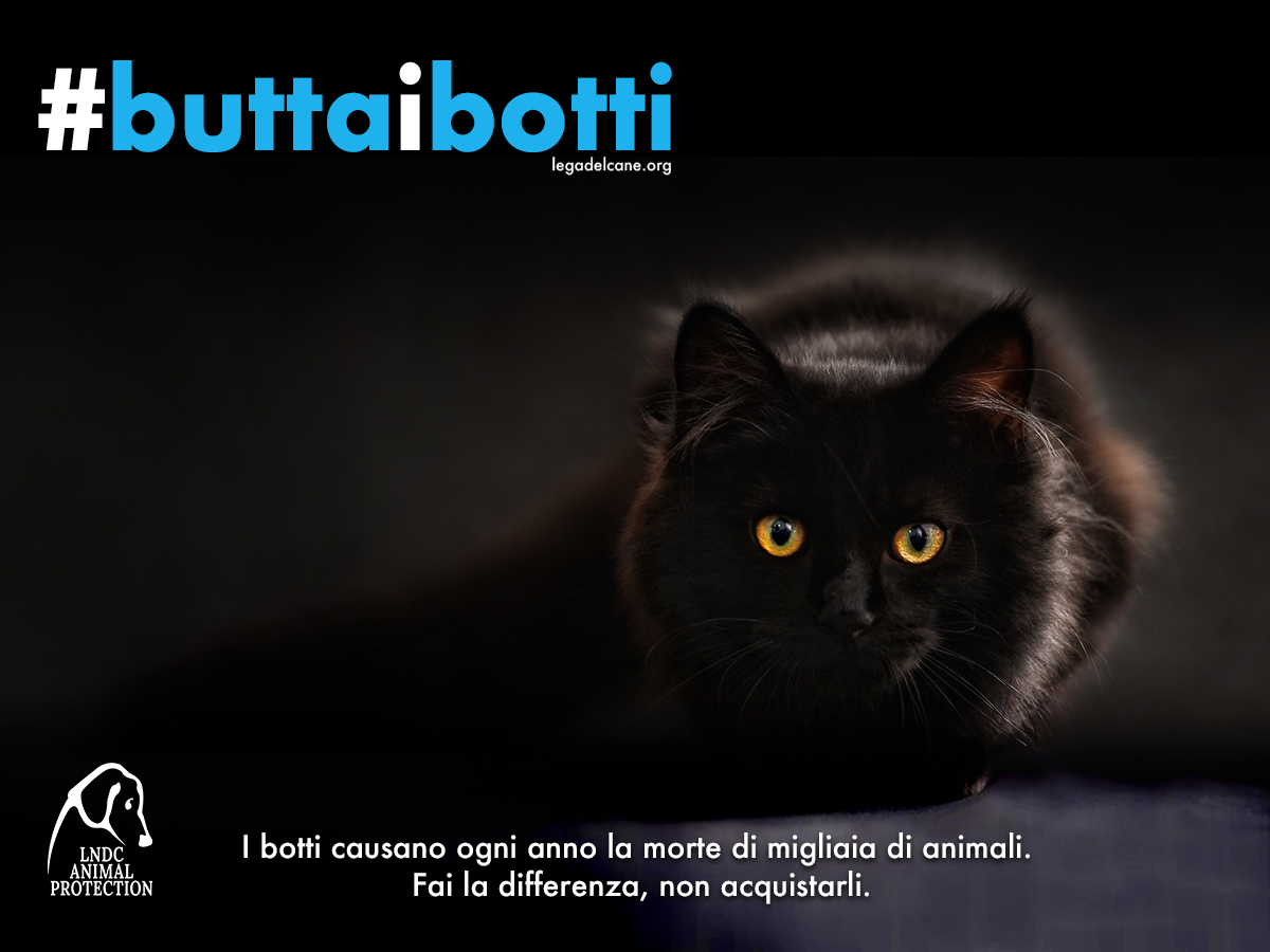 buttaibotti-capodanno-2022-feed-facebook-gatto