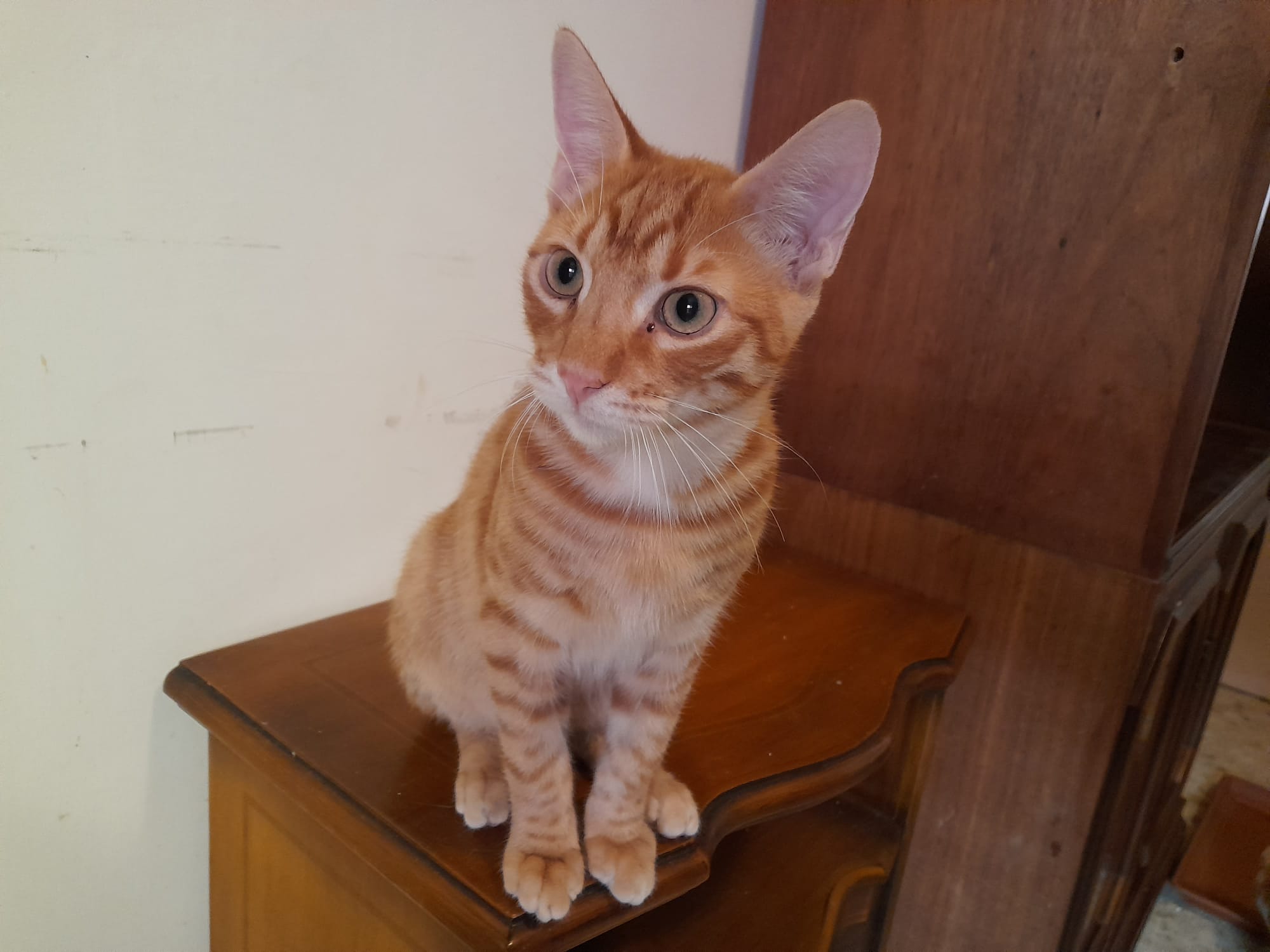 Terence